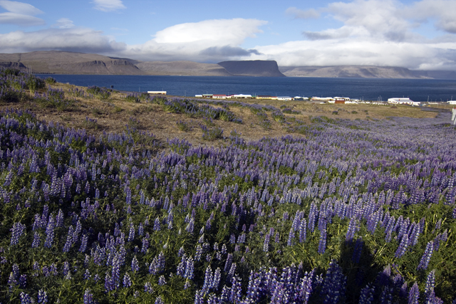 2011-06-29_08-48-42 island.jpg - Abschied von Patreksfjrdur